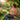 Serenity Cub Essential Tee – Green Edition (Stop and Smell the Growth) - Coral Silk Graphic Print T Shirt - Sobervation