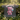 Serenity Cub Essential Tee | Pink Edition – Cotton Candy Joy | Sobriety T-Shirt - Dark Heather Grey Graphic Print T Shirt - Sobervation