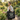 Sobriety Grows Strong Large Tote Bag | Recovery Roots Carryall | Sobervation - Black Large Tote Bag - Sobervation