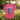 Serenity Cub Essential Tee | Blue Edition – Butterfly Moment | Sobriety T-Shirt - Heliconia Graphic Print T Shirt - Sobervation
