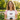 Sober Champion Embroidered Women's Micro Rib Raglan Baby Tee - White/Pink Micro Rib Raglan Baby Tee - Sobervation