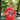Sober Champion Essential Tee – One Day at a Time - Red Graphic Print T Shirt - Sobervation