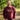 We Do Recover - Graphic Crewneck Sweatshirt | Recovery Apparel - Maroon Sweatshirt - Sobervation